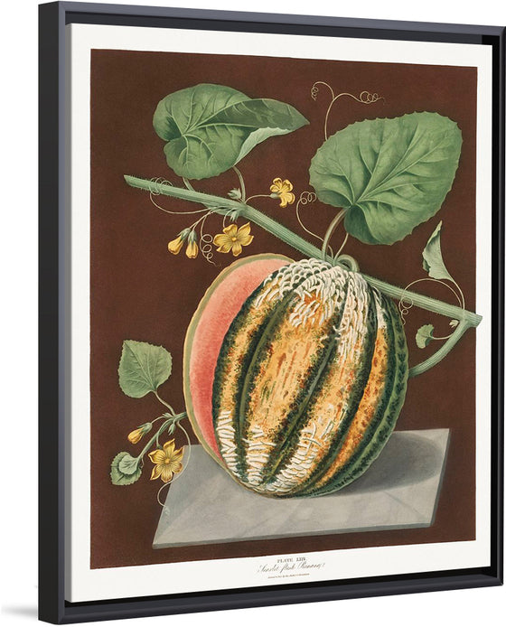"Scarlet Flesh Romana Melon (Cucumis) (1812)", George Brookshaw