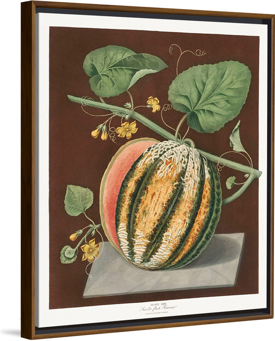 "Scarlet Flesh Romana Melon (Cucumis) (1812)", George Brookshaw