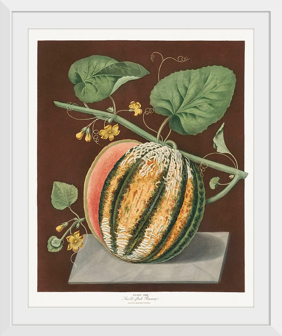 "Scarlet Flesh Romana Melon (Cucumis) (1812)", George Brookshaw