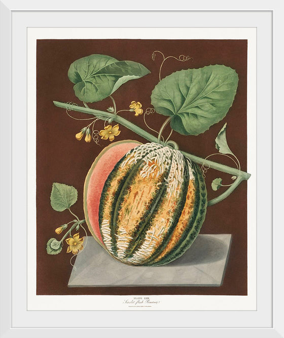 "Scarlet Flesh Romana Melon (Cucumis) (1812)", George Brookshaw