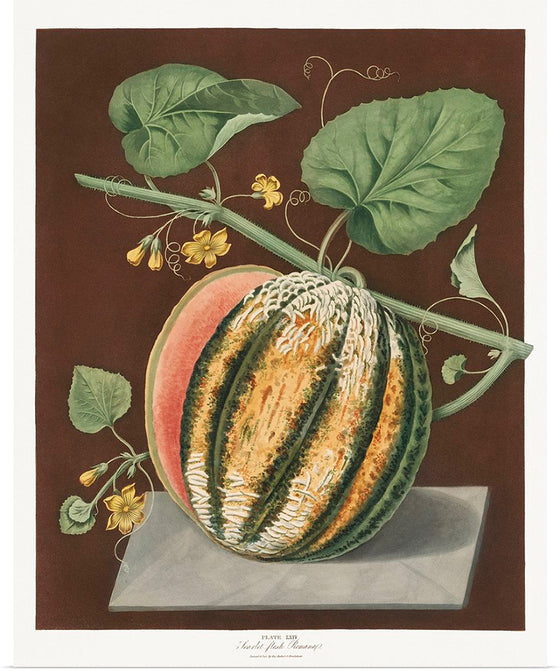 "Scarlet Flesh Romana Melon (Cucumis) (1812)", George Brookshaw