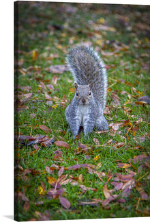  Bring the beauty of the forest into your home with this captivating close-up photo of an adorable squirrel. This little creature sits perched on a bed of lush greenery, its bright eyes filled with curiosity and its tiny nose twitching with excitement.