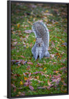 "Dapper Grey Squirrel"