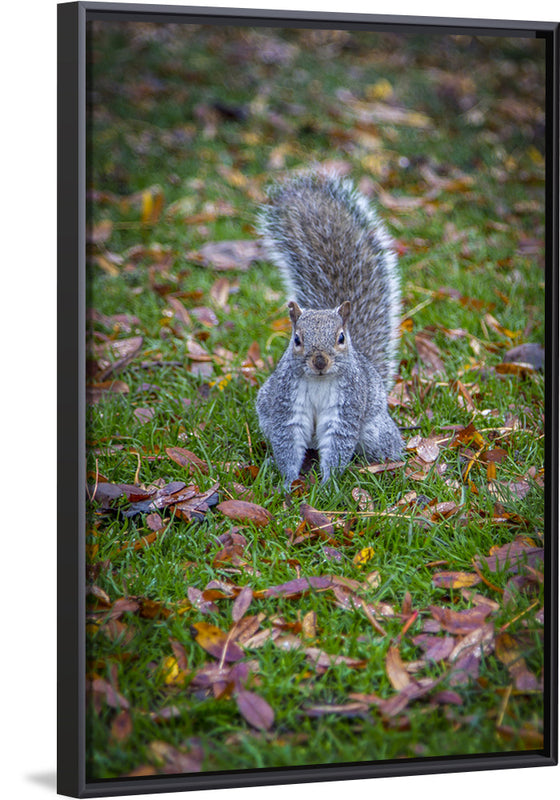 "Dapper Grey Squirrel"