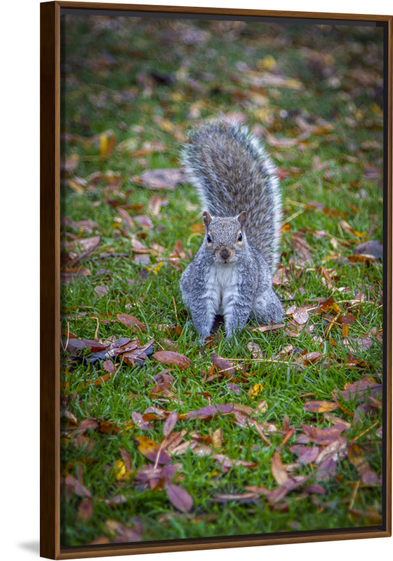 "Dapper Grey Squirrel"