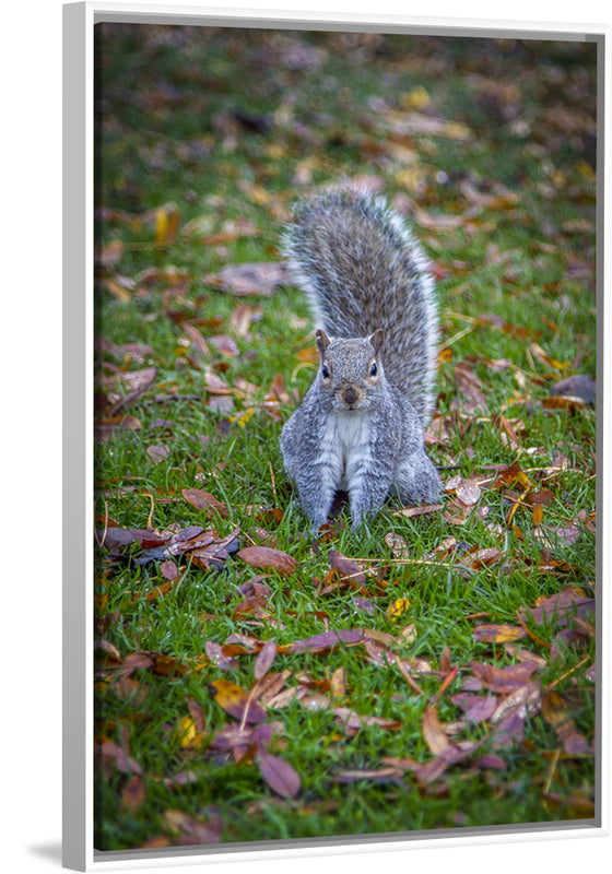 "Dapper Grey Squirrel"