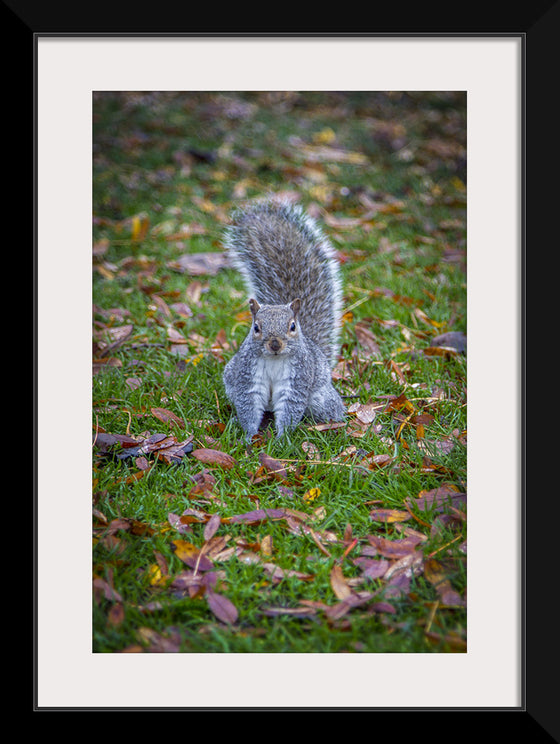 "Dapper Grey Squirrel"