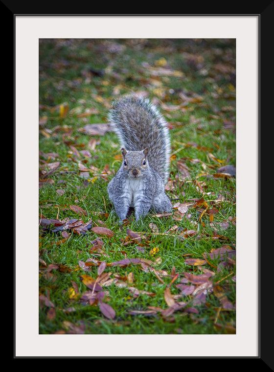 "Dapper Grey Squirrel"