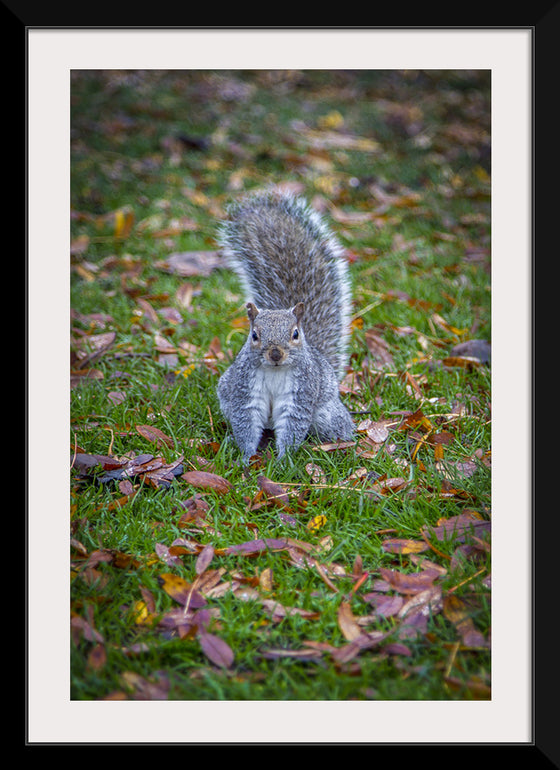 "Dapper Grey Squirrel"