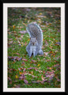 "Dapper Grey Squirrel"