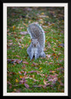 "Dapper Grey Squirrel"