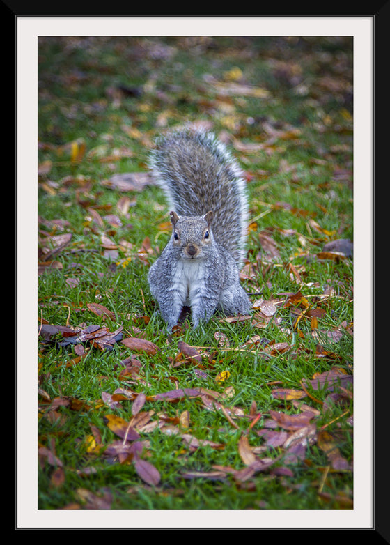 "Dapper Grey Squirrel"