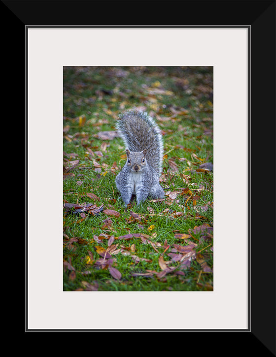 "Dapper Grey Squirrel"