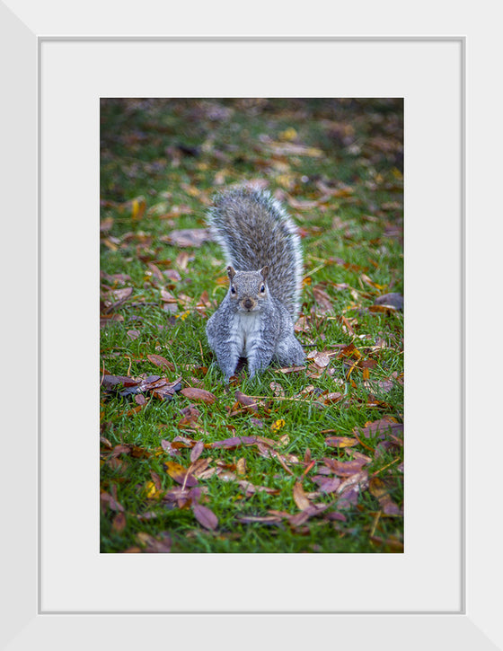 "Dapper Grey Squirrel"