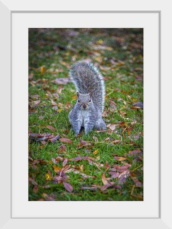 "Dapper Grey Squirrel"