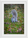 "Dapper Grey Squirrel"