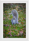 "Dapper Grey Squirrel"