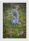 "Dapper Grey Squirrel"