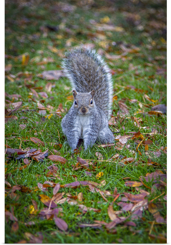 "Dapper Grey Squirrel"