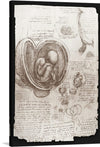 "Studies of Embryos Luc Viatour(1510-1513)", Leonardo da Vinci