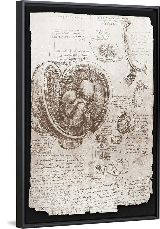 "Studies of Embryos Luc Viatour(1510-1513)", Leonardo da Vinci