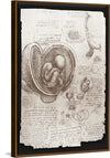 "Studies of Embryos Luc Viatour(1510-1513)", Leonardo da Vinci