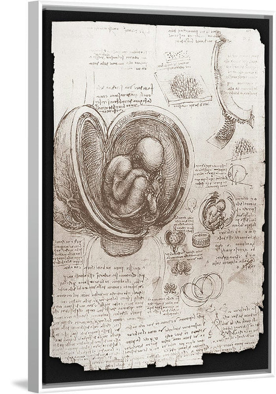 "Studies of Embryos Luc Viatour(1510-1513)", Leonardo da Vinci