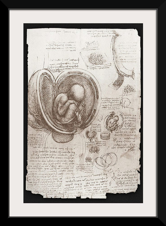 "Studies of Embryos Luc Viatour(1510-1513)", Leonardo da Vinci