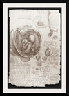 "Studies of Embryos Luc Viatour(1510-1513)", Leonardo da Vinci