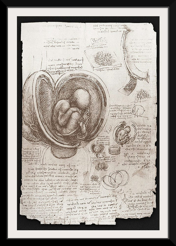 "Studies of Embryos Luc Viatour(1510-1513)", Leonardo da Vinci