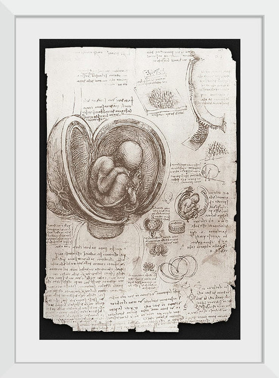 "Studies of Embryos Luc Viatour(1510-1513)", Leonardo da Vinci