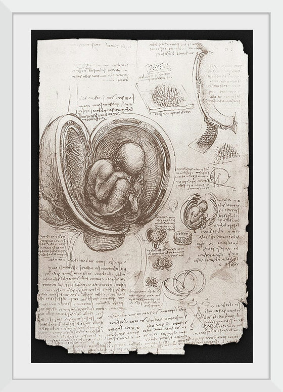 "Studies of Embryos Luc Viatour(1510-1513)", Leonardo da Vinci