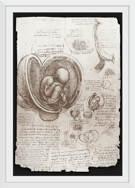 "Studies of Embryos Luc Viatour(1510-1513)", Leonardo da Vinci