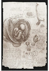 "Studies of Embryos Luc Viatour(1510-1513)", Leonardo da Vinci