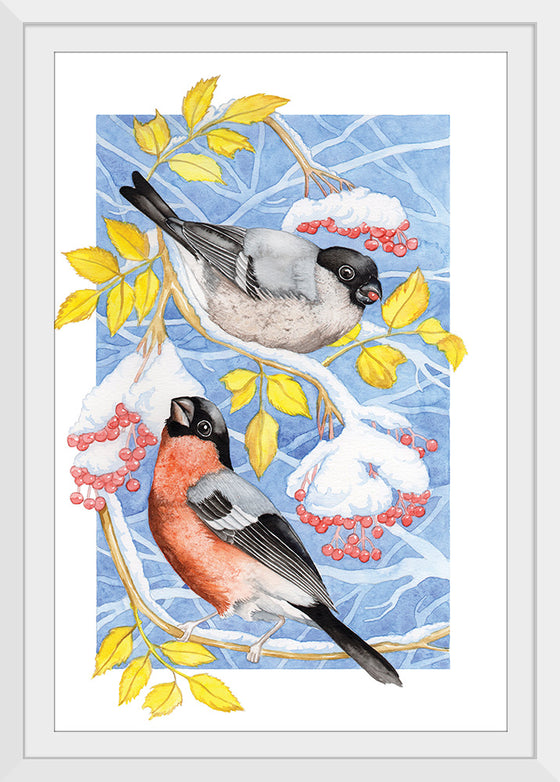 “Bullfinch in Snow", Girija Kulkarni