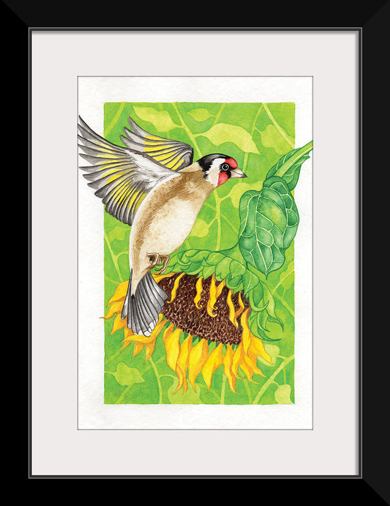 “Goldfinch and Sunflower", Girija Kulkarni