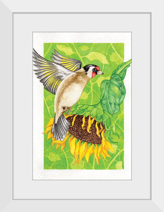 “Goldfinch and Sunflower", Girija Kulkarni