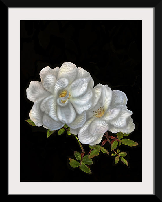 "Austin Roses", Ann Hutchinson