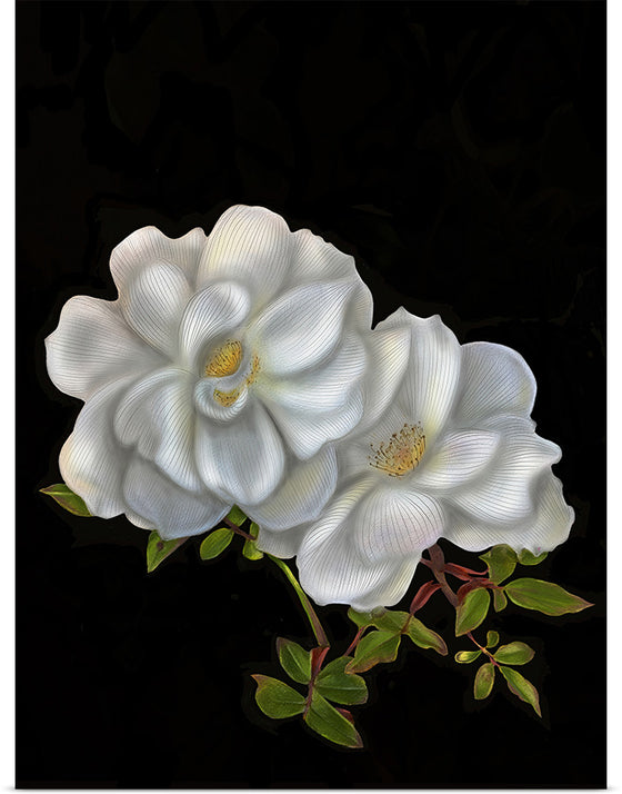 "Austin Roses", Ann Hutchinson