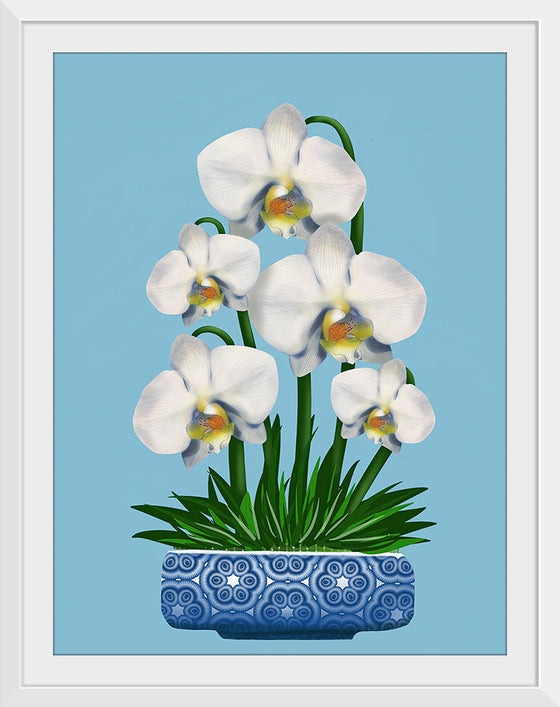 "Blue Pot White Orchid", Ann Hutchinson