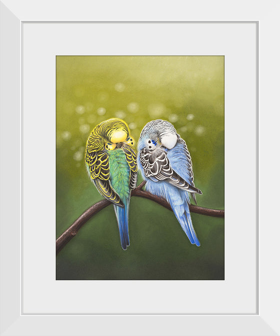 "Budgie Siesta 2021", Ann Hutchinson