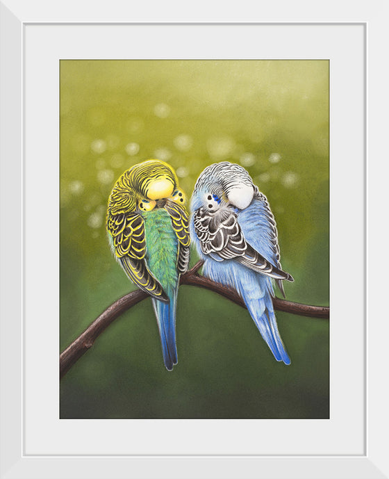 "Budgie Siesta 2021", Ann Hutchinson