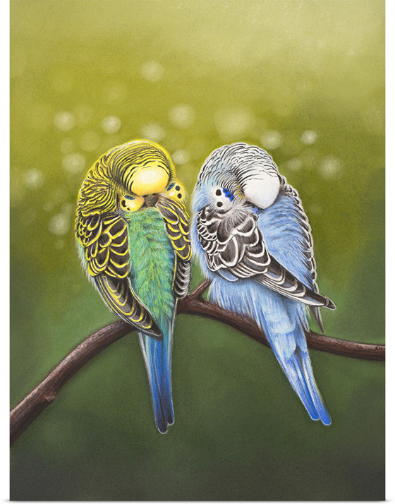 "Budgie Siesta 2021", Ann Hutchinson