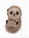 "Hannie Hedgehog NB1", Ann Hutchinson