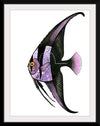 "Purple Batfish", Ann Hutchinson