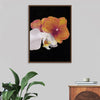"Tangs Orchid", Ann Hutchinson