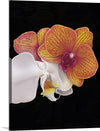 "Tangs Orchid", Ann Hutchinson