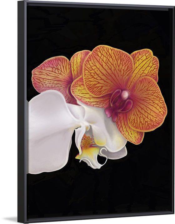 "Tangs Orchid", Ann Hutchinson