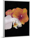 "Tangs Orchid", Ann Hutchinson