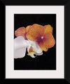 "Tangs Orchid", Ann Hutchinson